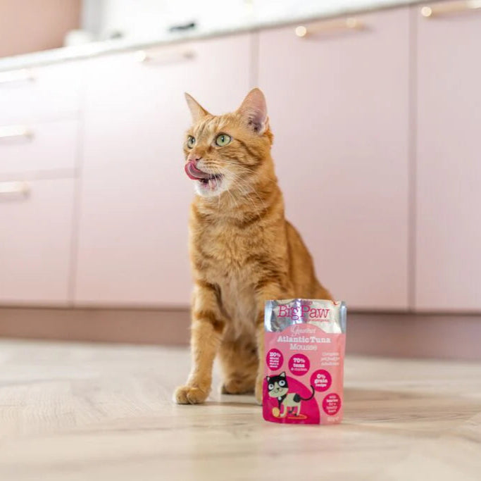 Cica a Gourmet atlanti tonhal mousse mellett – krémes, hipoallergén nedves eledel felnőtt macskáknak