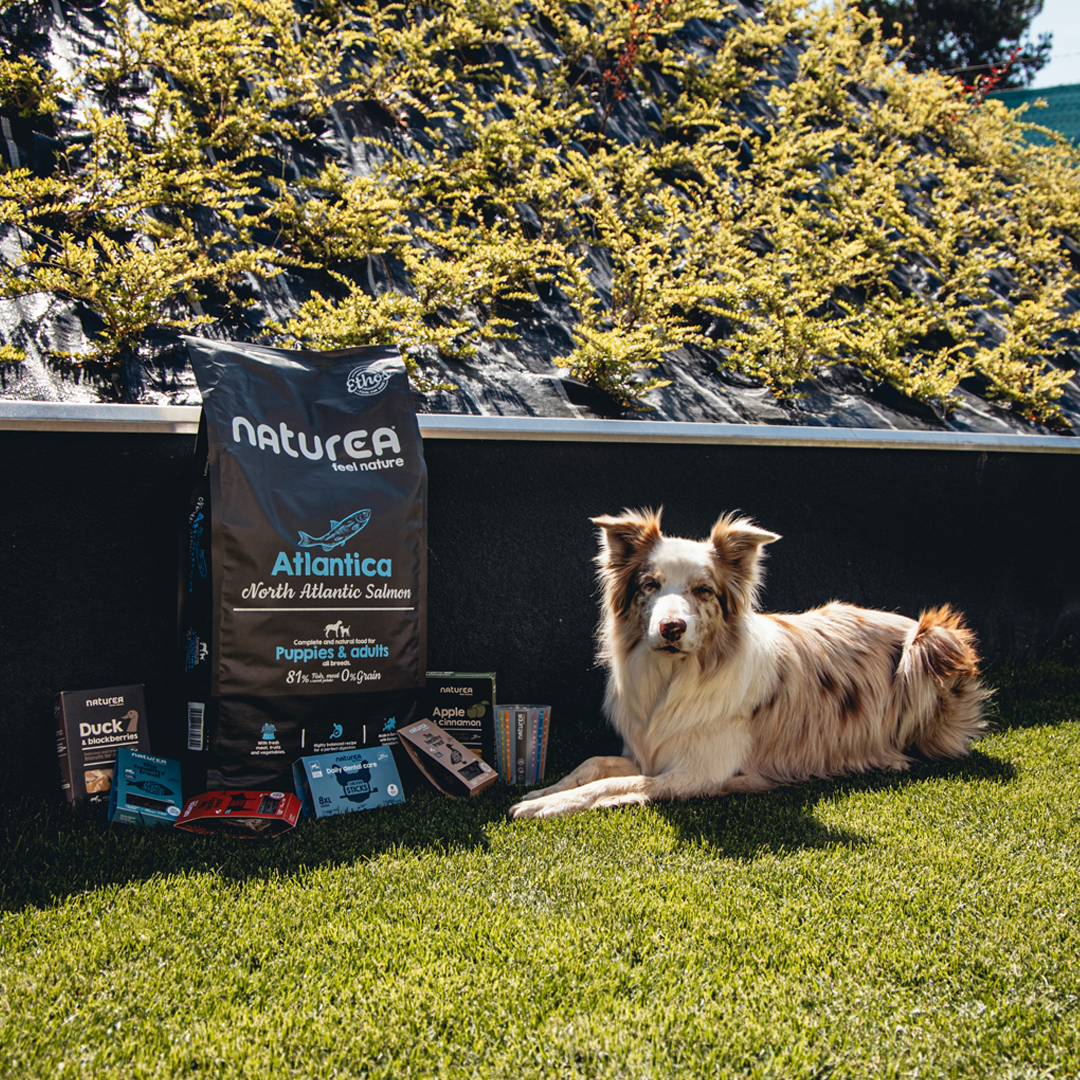 Naturea Atlantic Salmon kutyatáp és egyéb Naturea termékek kutyáknak
