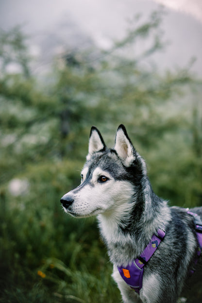 Woolly Wolf NORTHERN LIGHTS hám