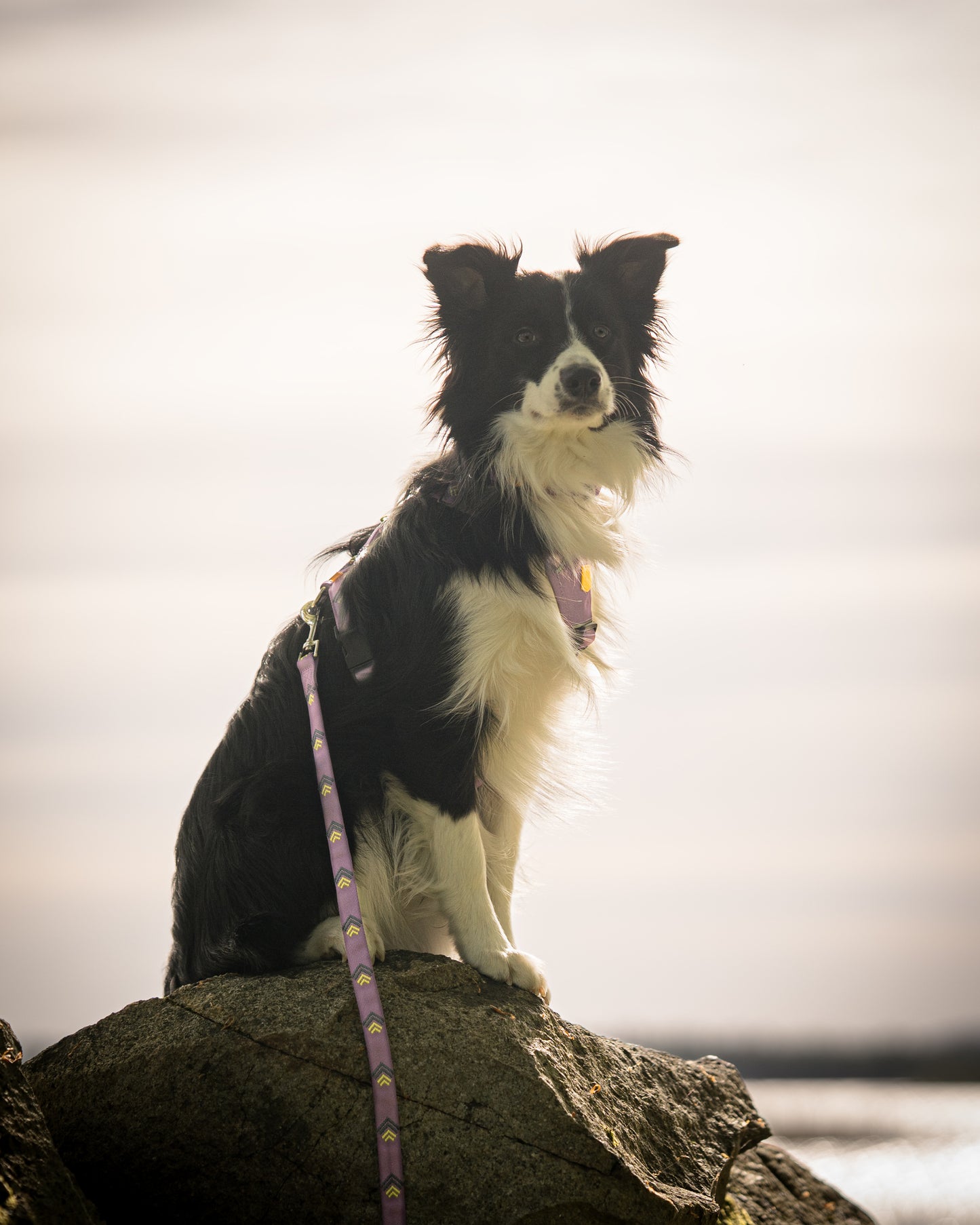 Woolly Wolf Northern Lights szett - hám + póráz