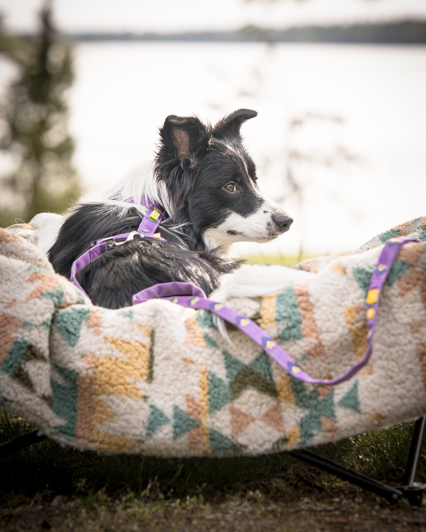 Woolly Wolf Northern Lights szett - hám + póráz