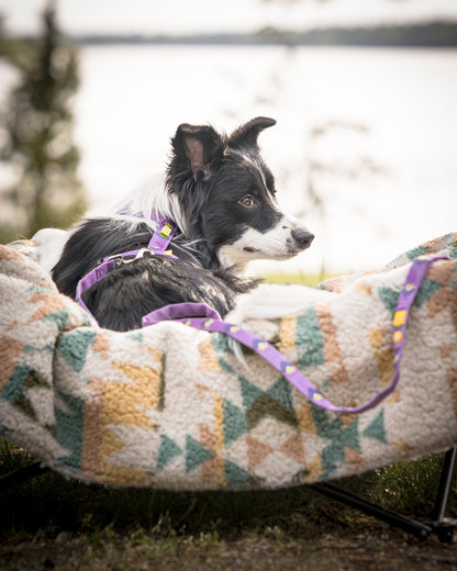 Woolly Wolf Northern Lights szett - hám + póráz