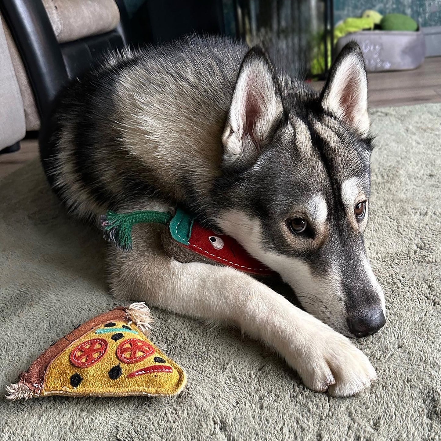 Pepe a pizza - öko kutyajáték
