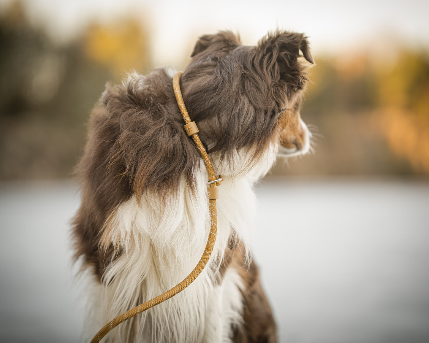 Woolly Wolf retriever póráz barna színben - kényelmes használat