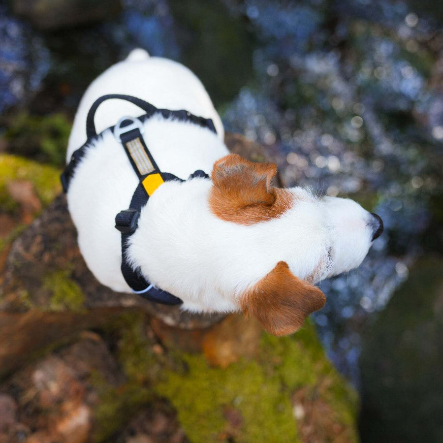 Woolly Wolf biztonságos kutyahám