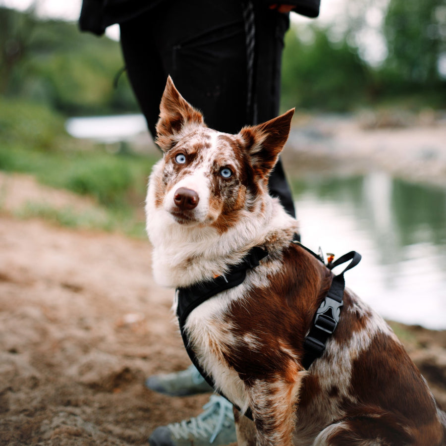 Woolly Wolf kutyahám tartós és kényelmes újrahasznosított anyagból