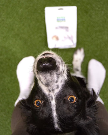 Kutya fagyasztva szárított lámahús falattal jutalmazva tréningezés közben