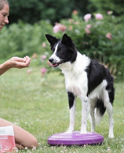 Kutyus Sund Hundmat lámahús jutalomfalatot kap edzés közben