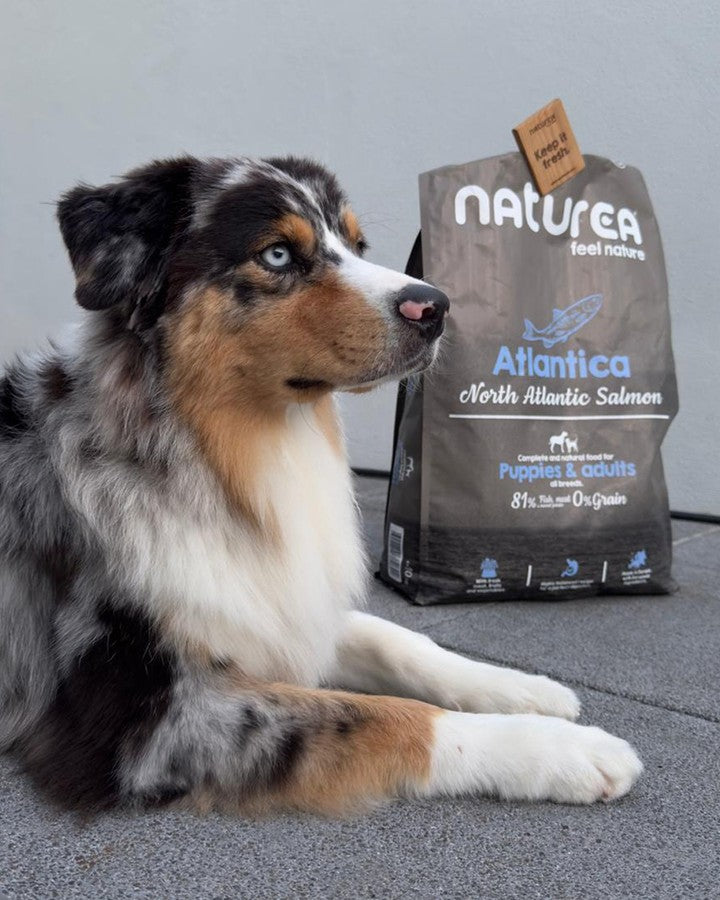 Naturea Atlantica hipallergén kutyatáp lazaccal