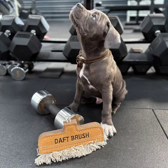 Boldog kiskutya a Daft Brush fenntartható játékkal