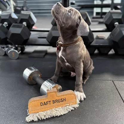 Boldog kiskutya a Daft Brush fenntartható játékkal