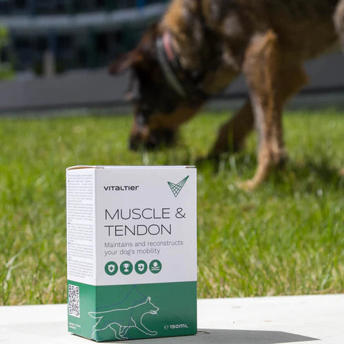 Sportos kutya Muscle & Tendon támogatással