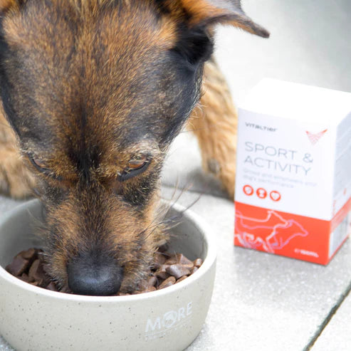 Gazdi adja a Sport & Activity folyékony kiegészítőt kutyájának edzés előtt