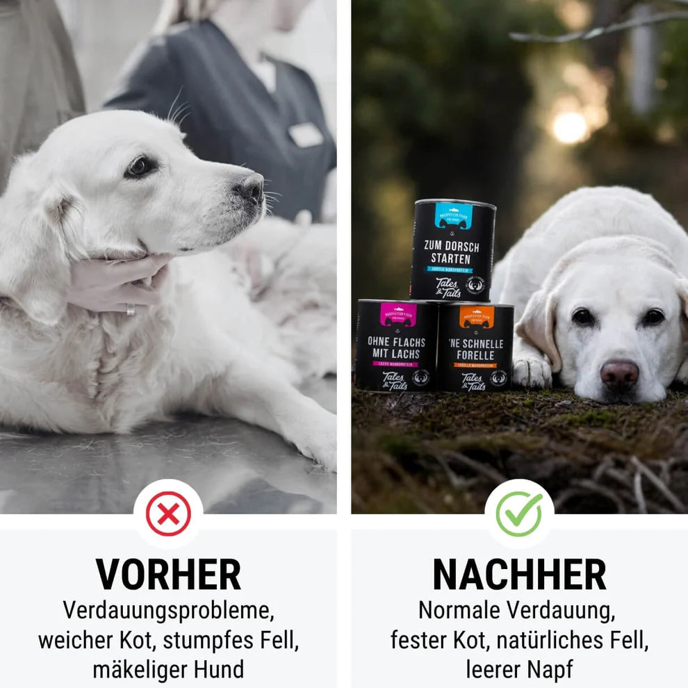Monoprotein, kizárólag pisztrángból készült kutyaeledel érzékeny kutyák számára