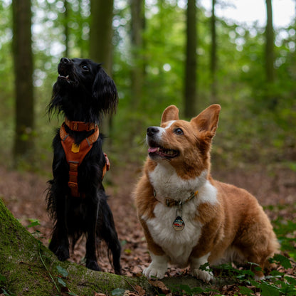 Woolly Wolf Tundra prémium felszerelés kutyáknak
