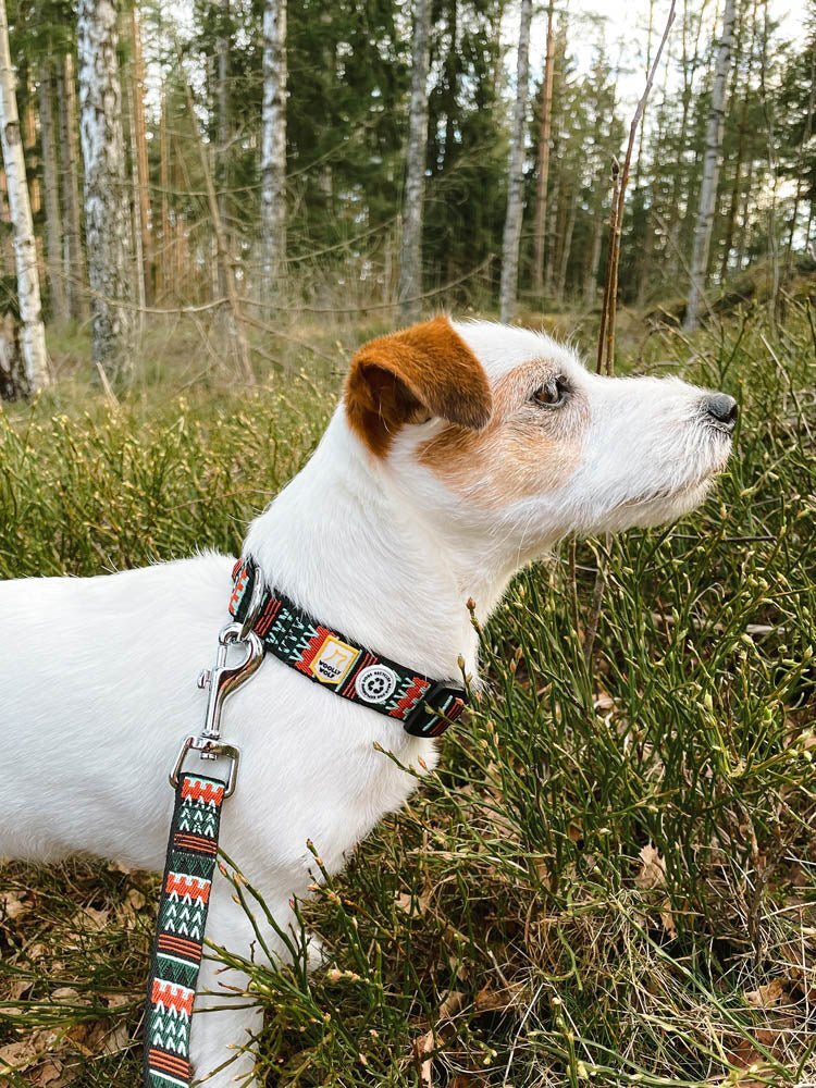 Woolly Wolf Woodlands szett - Hám + Póráz féláron