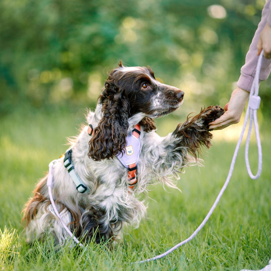 Woolly Wolf fényvisszaverő kötélpóráz levendula színben
