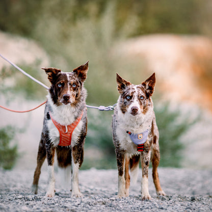 Woolly Wolf Kötélpóráz aktív kutyáknak