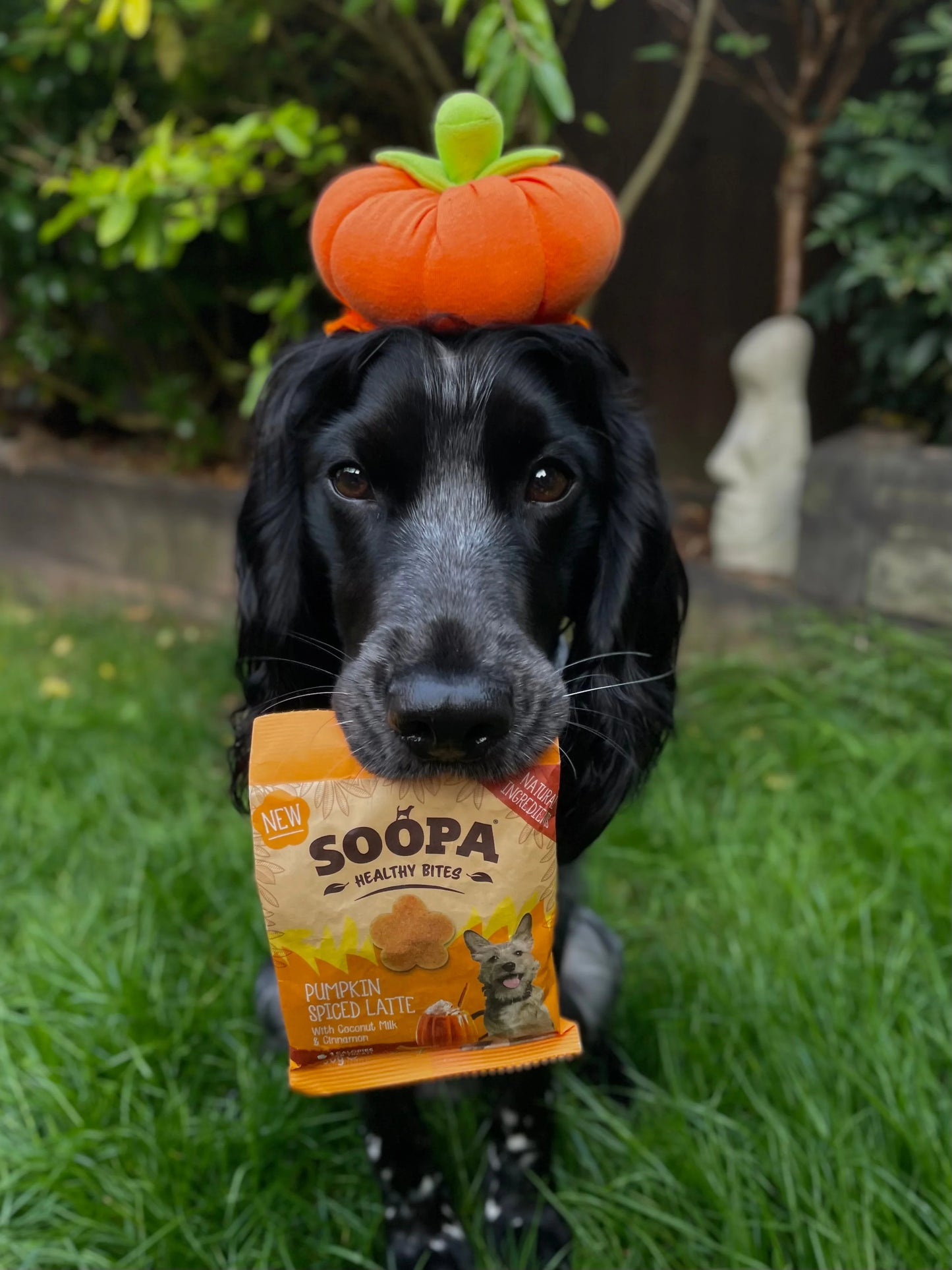 Soopa  Healthy Bites - Pumpkin Spiced Latte - Limitált kiadás - 50gr