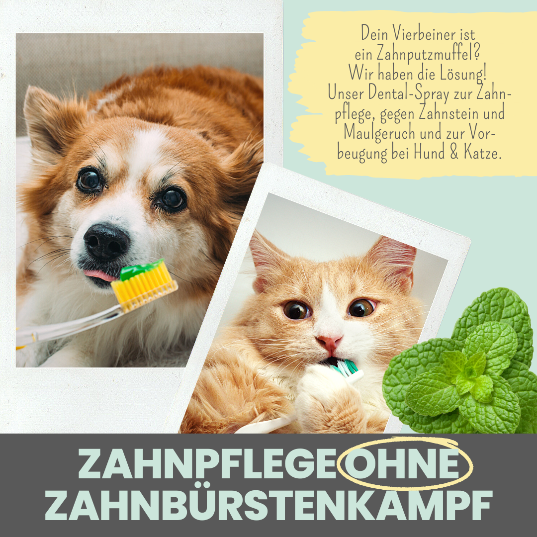 Természetes fogápoló spray kutyáknak és macskáknak