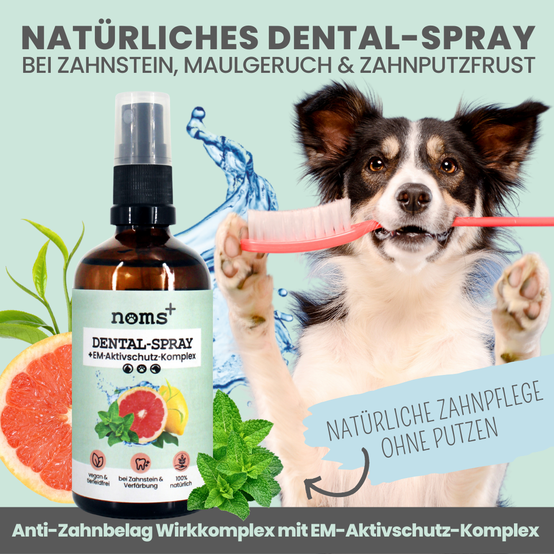 Természetes fogápoló spray kutyáknak