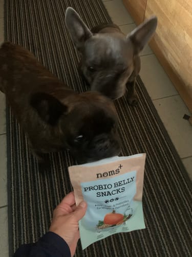 Kutya és a Probio Belly Snacks tasak a mindennapi jutalomfalatozásnál