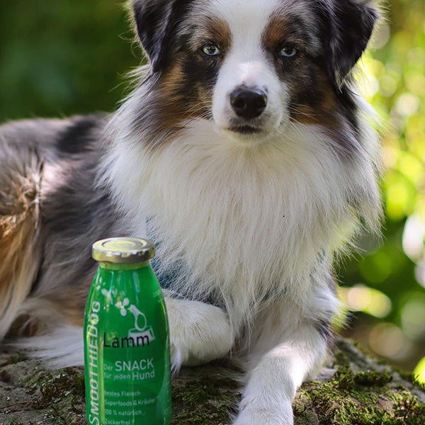 Smoothiedog - bárányhús smoothie menü kutyáknak